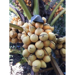 cây dừa vàng (dừa tam quan)