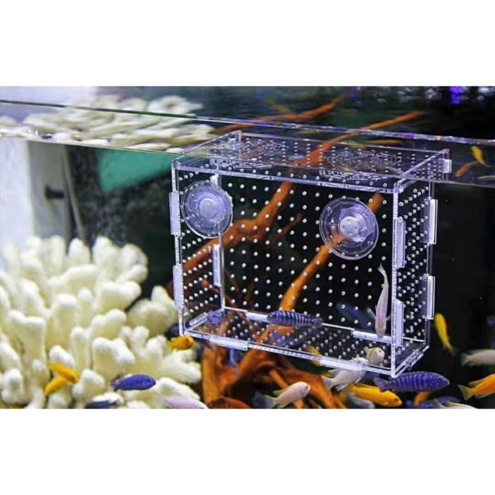 Lồng dưỡng cá tép Mica siêu trong- Lồng dưỡng tép bể thủy sinh cao cấp
