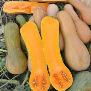Gói 10 hạt giống bí mật