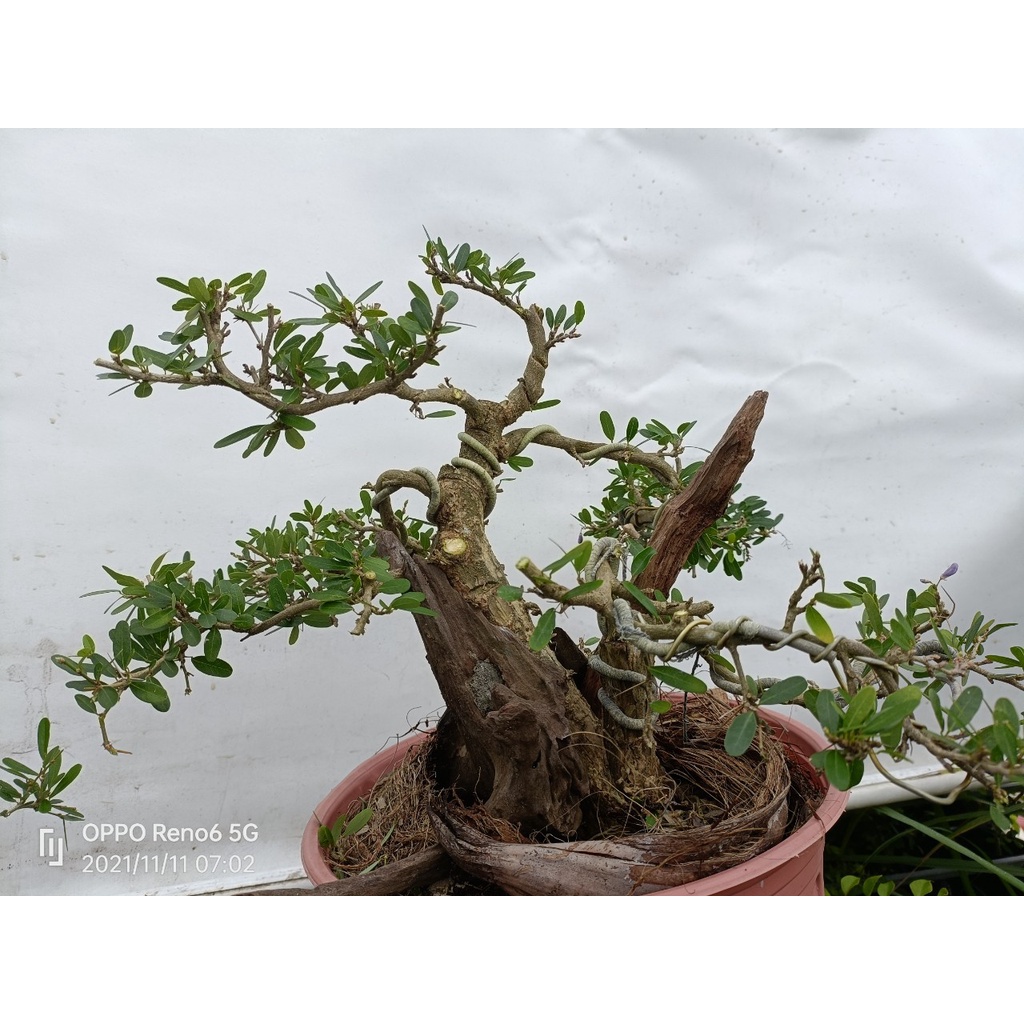 Bonsai linh sam ghép lũa siêu bông LS04