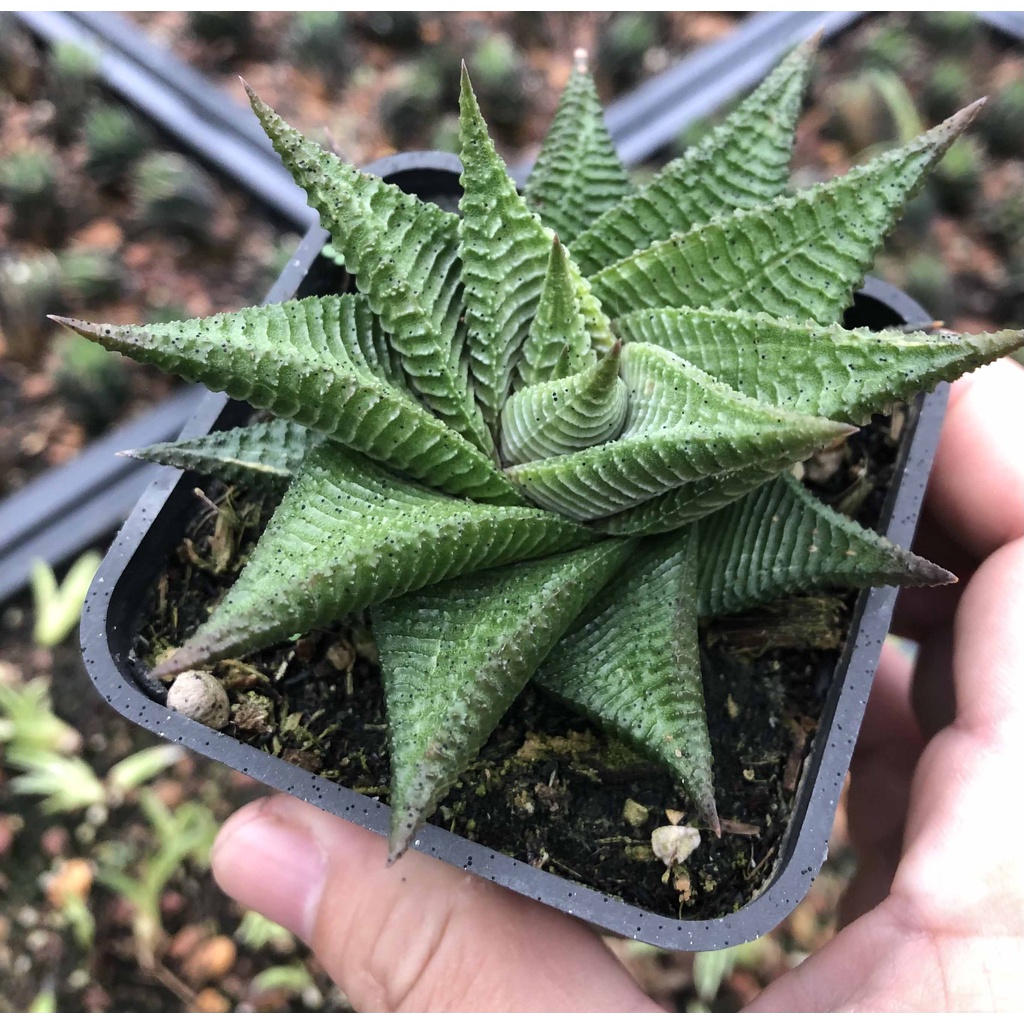 Móng rồng xoáy-tặng đất trồng kèm theo
