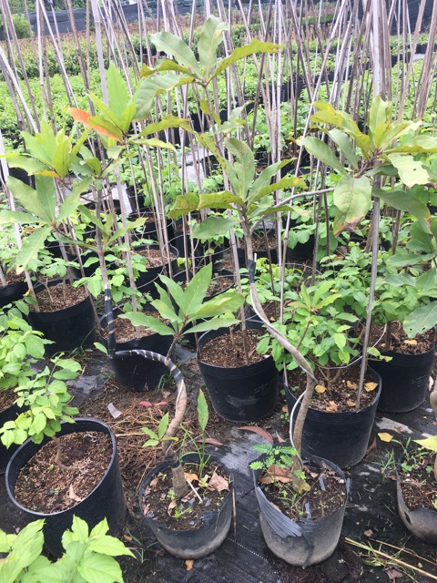 Cây Lộc vừng lá nhỏ