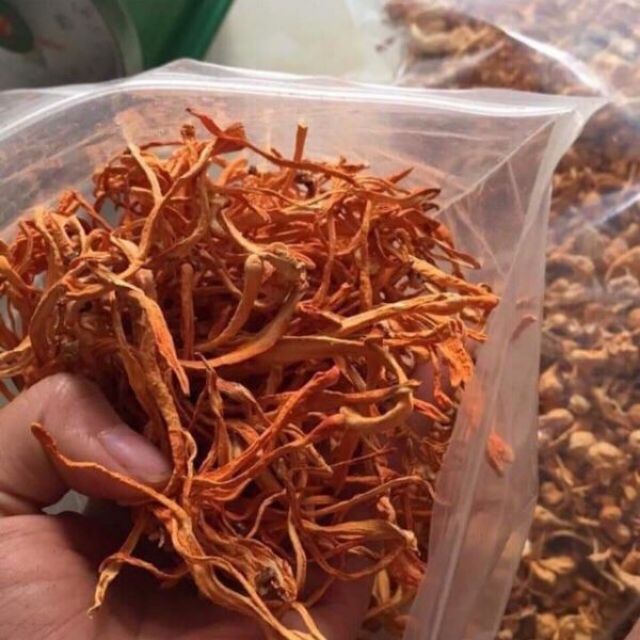 Đông trùng hạ thảo