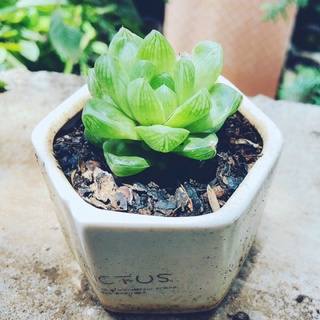 Sen đá Haworthia xanh (sen đá dạ quang)