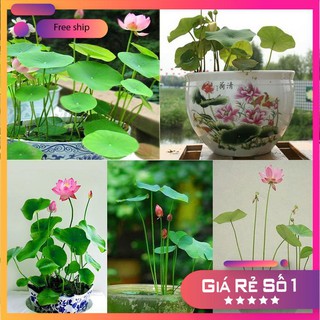 5 Hạt giống Sen Nhật Mini (Đã cắt đầu)
