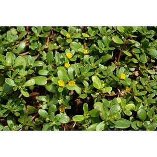 1gr - HẠT GIỐNG RAU SAM