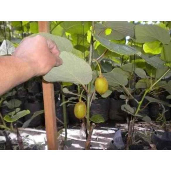 sản phẩm CÂY GIỐNG KIWI
