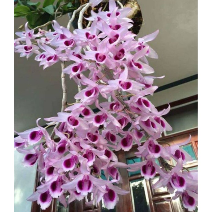 Lan phi điệp tím Hòa Bình (cây con)