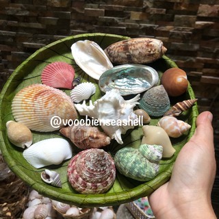 Combo 20 vỏ ốc trang trí tuyển đẹp