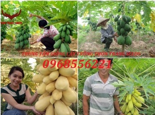 Cây giống Đu đủ