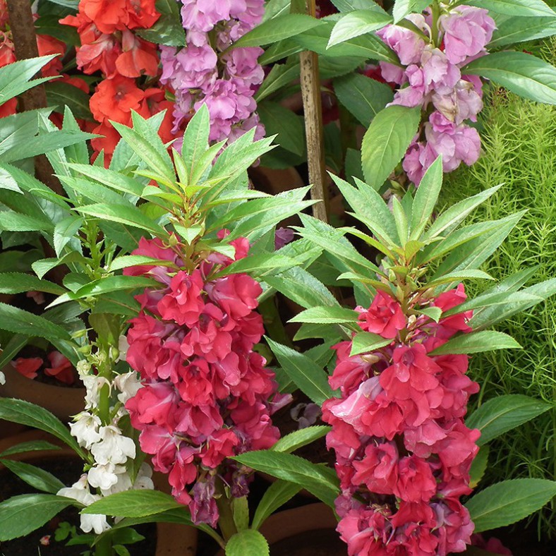 Hạt Giống Hoa Trà Phụng Tiên (gói 150 hạt, tặng phân)