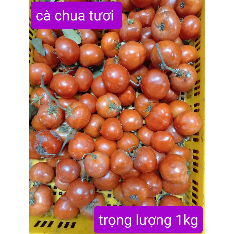 cà chua tươi (1 kg)