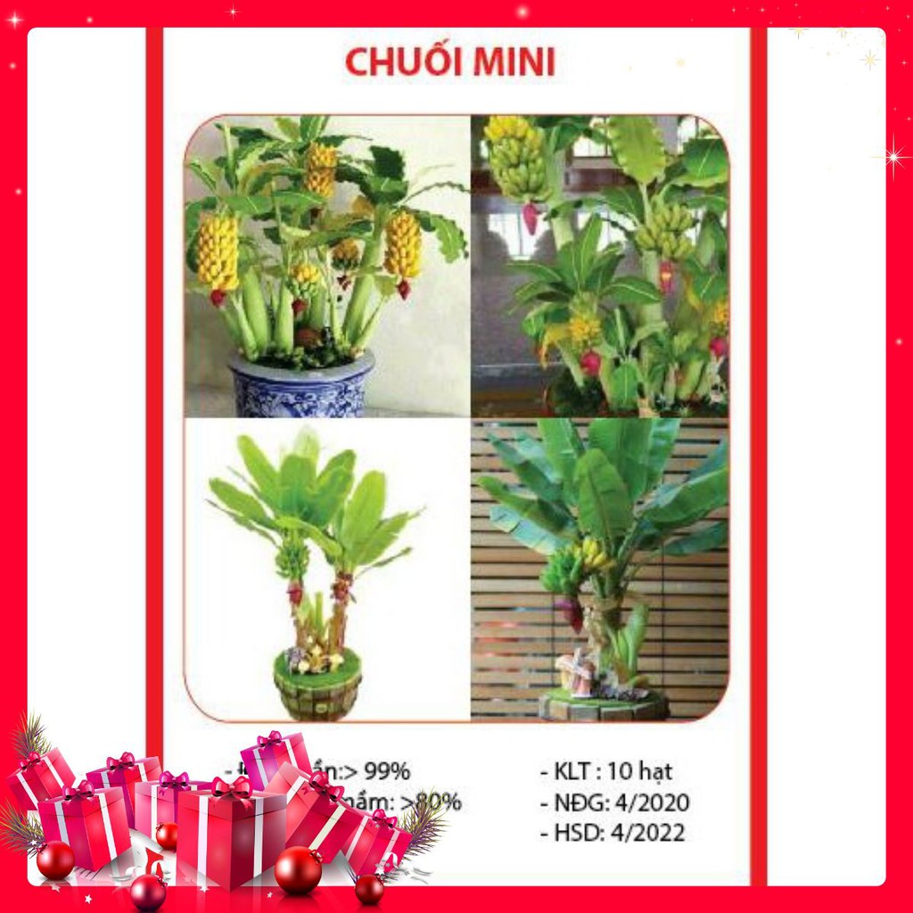 Hạt Giống Chuối Mini - 10 Hạt