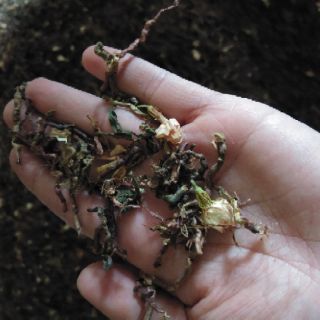 10KG TRÀ SƠN MẬT HỒNG SÂM SAPA