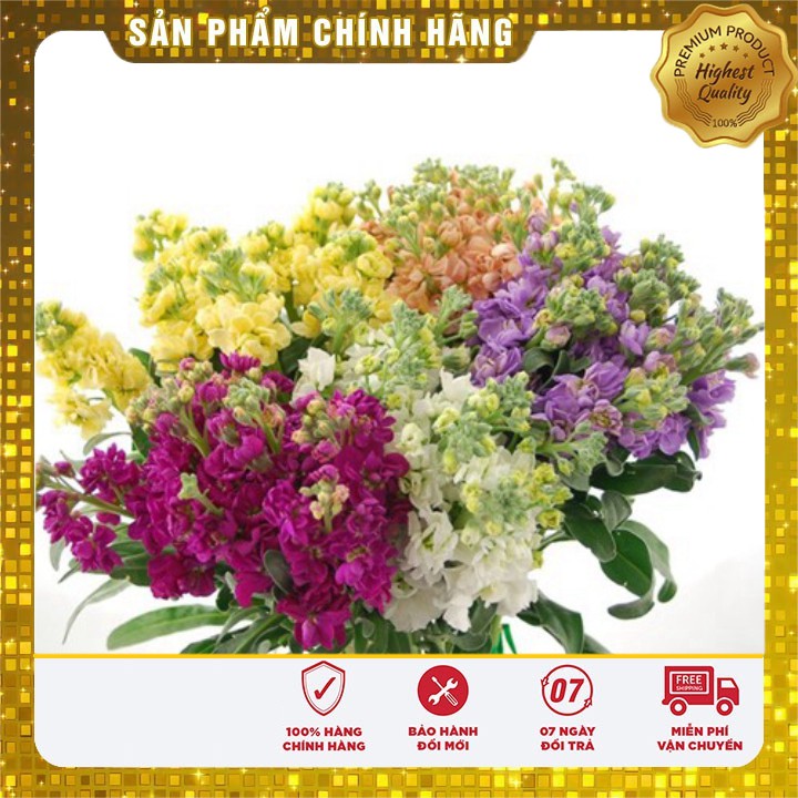 Hạt giống hoa Hoàng Anh nhiều màu(40-50hạt)