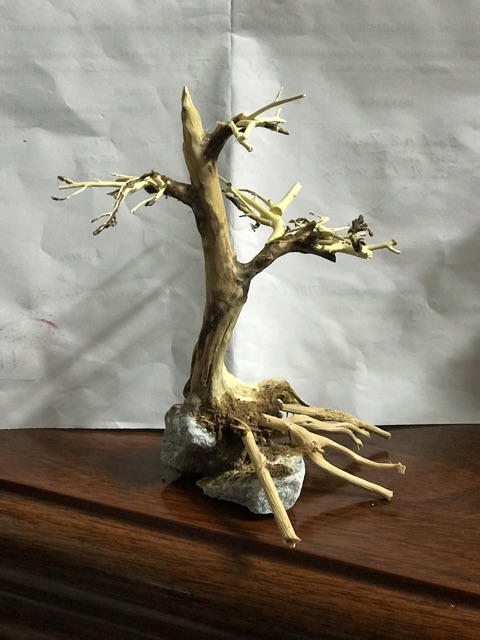 Lũa Bonsai Thuỷ Sinh 15x10