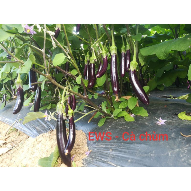 Hạt Giống Cà Tím Dài F1 Cà Chùm - HMTĐ