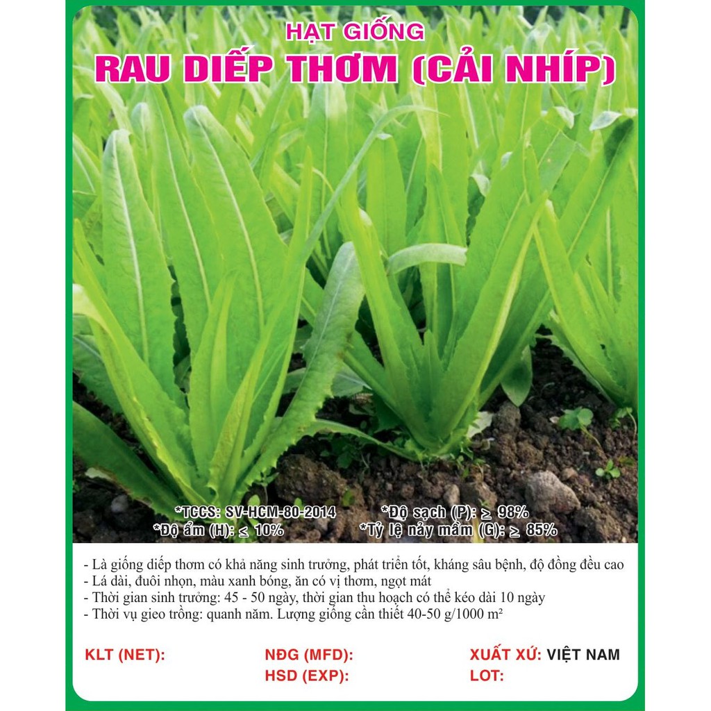 Hạt giống rau diếp thơm - cải nhíp VTS84 | Vạn Tín Store