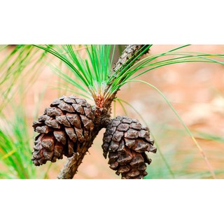 Tinh dầu THÔNG BA LÁ- Khasi Pine essential oil