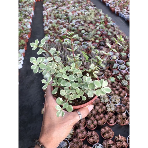 Sen đá Các Loại Size Trung🌿🌿