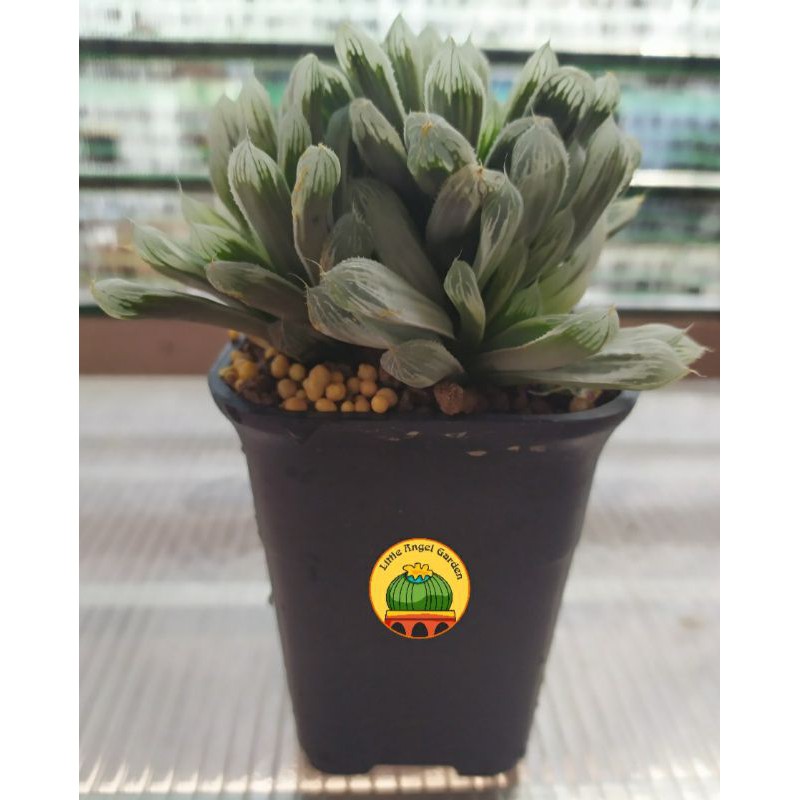 Sen đá kim cương Haworthia đã thuần, dễ chăm | Haworthia Cooperi Pilifera Variegata