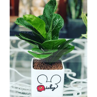 Cây bàng sing chậu vẽ