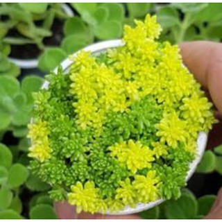 Sedum xanh vàng mix