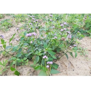 Cây ct lợn khô 1 kg ( cỏ ngũ sắc)