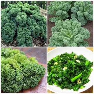 Hạt giống rau cải xoăn xanh Kale cao sản F1 xuất xứ Đức gói 100 hạt