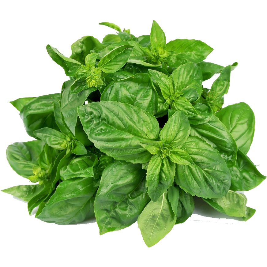 Húng quế khô ướp gà KFC, sốt pizza- DRIED BASIL - Hũ 120ml