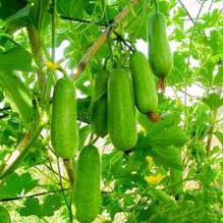 200 hạt giống quả bí đao chanh