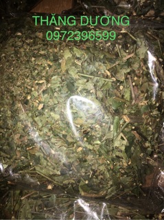 Lá chè vằng lợi sữa, giảm cân