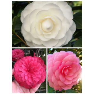 Hoa trà my gốc to sẵn nụ