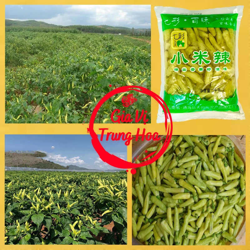 Ớt Xanh Ngâm Tứ Xuyên cay giòn ngon túi 1kg