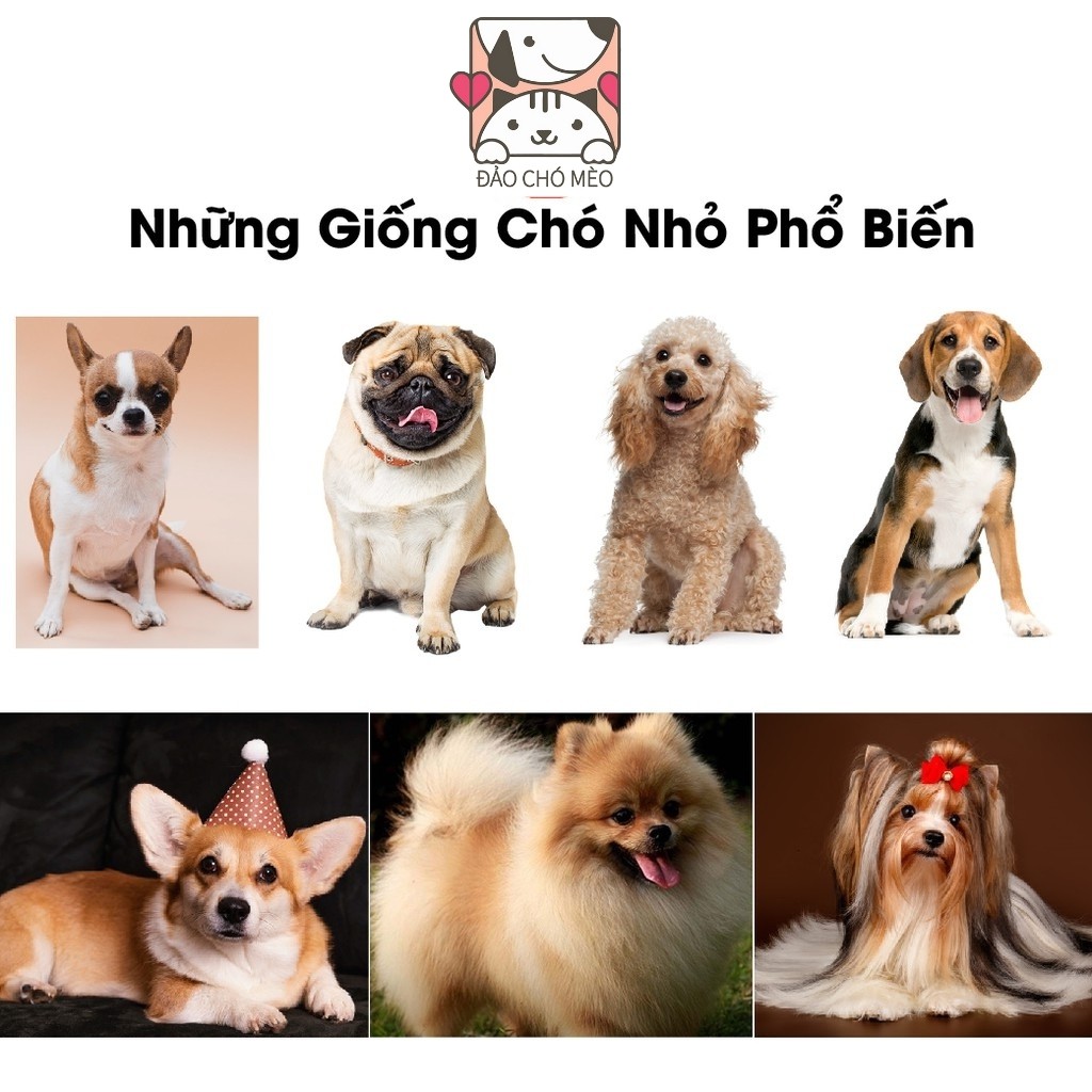 Thức ăn cho chó hạt Smartheart dạng khô vị bò 400g dành cho chó giống nhỏ - Đảo Chó Mèo