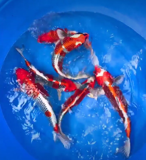 ASTAXANTHIN 10 %  - Tăng Màu Cho Cá Cảnh)