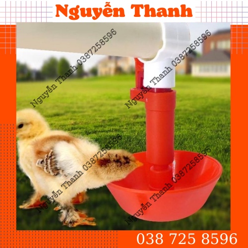 10 Núm uống Gà con