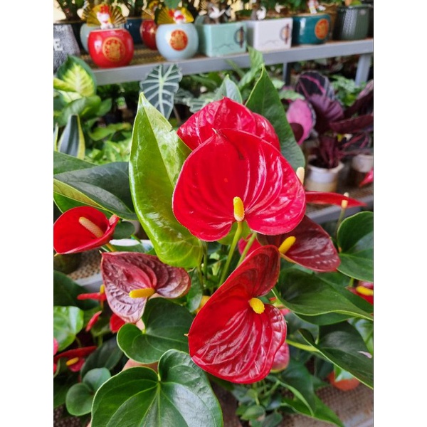 Chậu Cây hồng môn đỏ - giống siêu bông