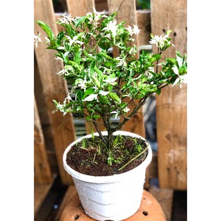 Chậu Mai Chiếu Thuỷ cẩm thạch