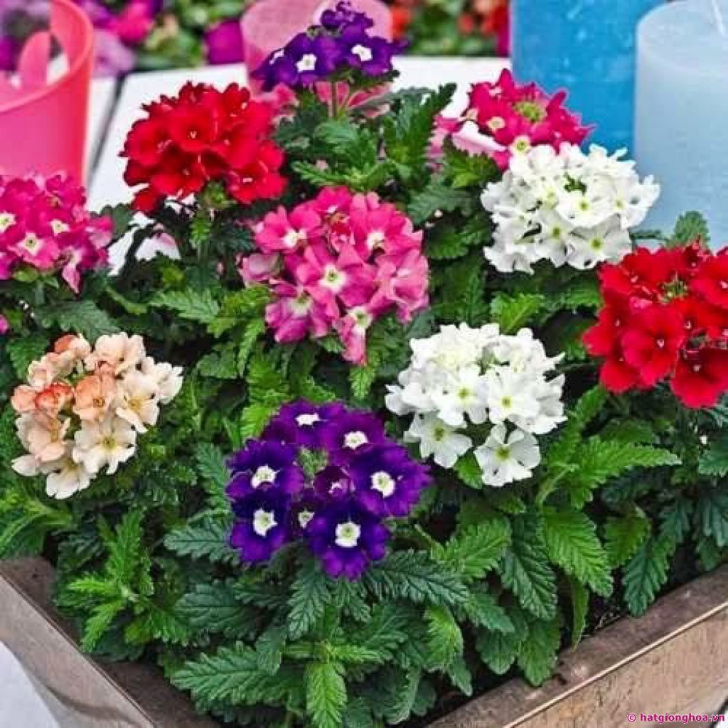 Hạt giống hoa Cúc inđo (cúc là nho - vân anh)
