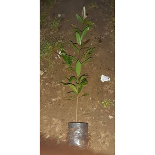 mai vàng con cao 50cm