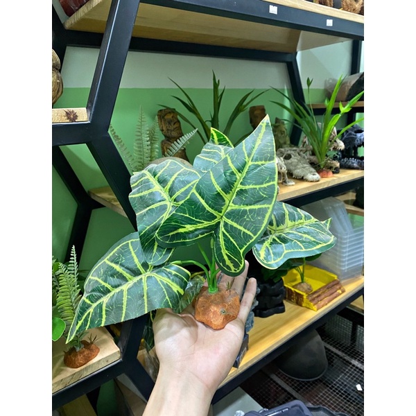 Cây Cỏ trang trí 🌿🌱