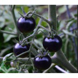 Hạt Giống Cà Chua Indigo F1-cà chua bi đen 30 hạt
