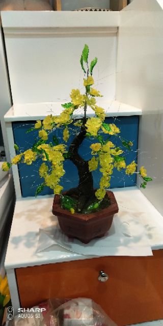 Gốc bonsai làm Mai, đào CỰC CHUẨN