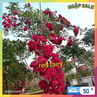 Cành Chiết Hồng Ngoại Red Fary