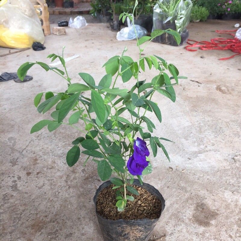 CÂY GIỐNG HOA ĐẬU BIẾT. CÂY GIỐNG--HẠT GIỐNG. dễ trồng, dễ chăm sóc,hoa nở liên tục.(cây đang ra hoa