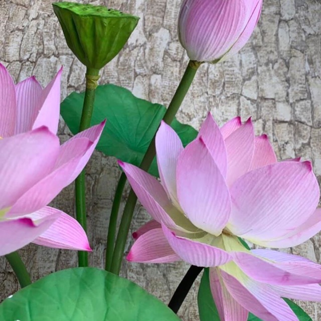 Ống nhựa làm thân hoa sen 13 met