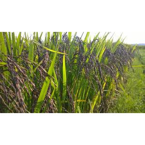 Gạo lứt đen Điện Biên
