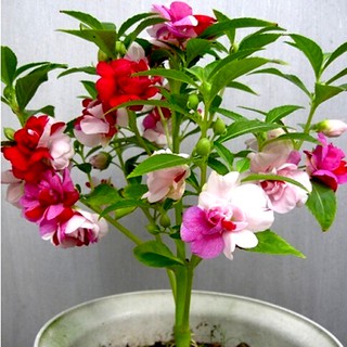 Hạt giống hoa móng tay kép mix nhiều màu_ Trà phụng tiên _ hoa bóng nước