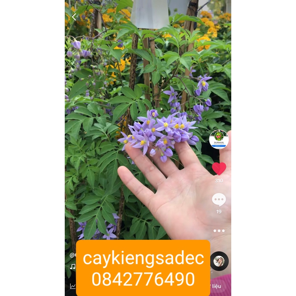 Caykiengsadec- Tiêu nương+ tặng phân bón